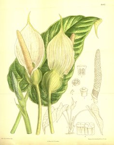 Caladium pubescens, Araceae